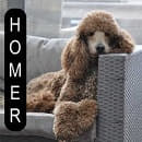 Homer