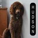 Hudson