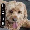 Lotje