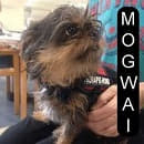 Mogwai